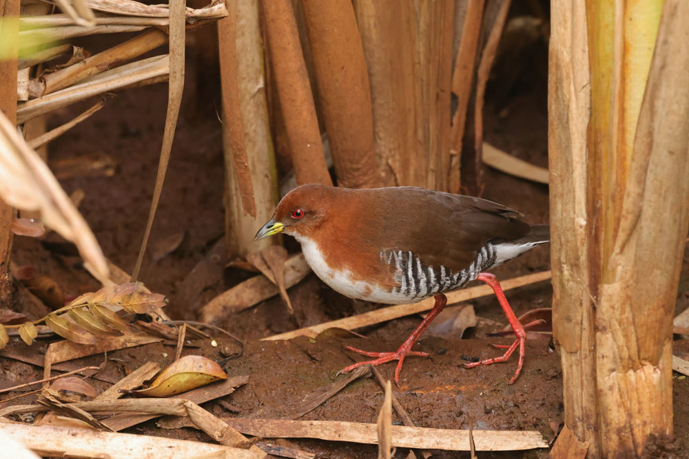 Red-and-white Crake finally revealed itself in the marsh